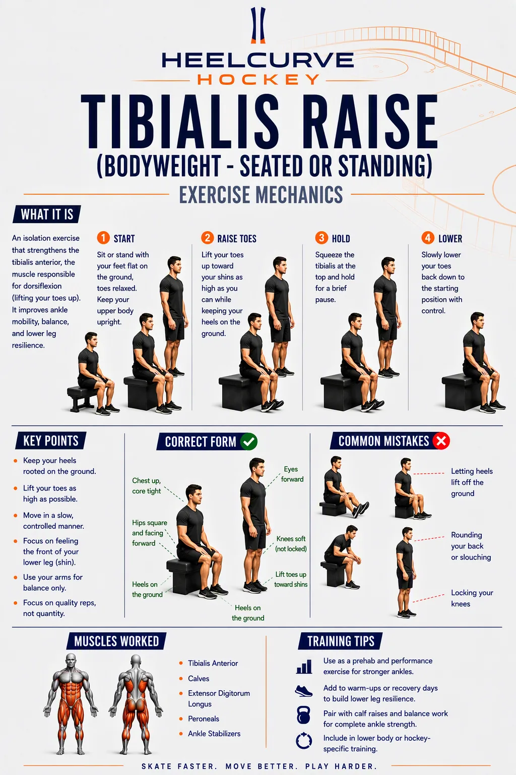 Tibialis raise (bodyweight — seated or standing) diagram