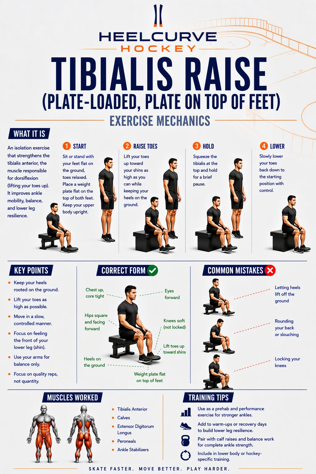Tibialis raise (plate-loaded — plate on top of feet) diagram